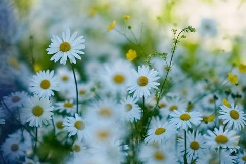 Blomster: Prestekrager og smørblomst i skjønn forening